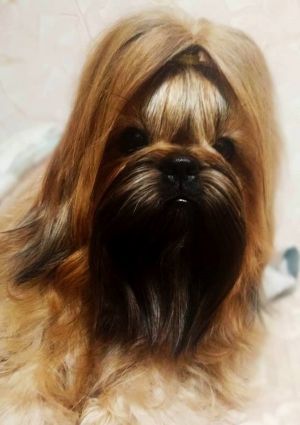 Dog Photo