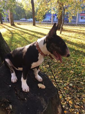 Dog Photo