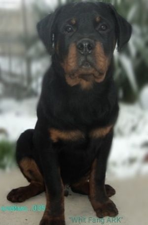 Dog Photo