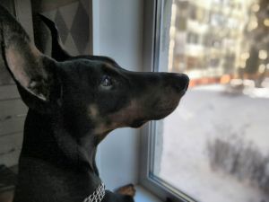 Dog Photo
