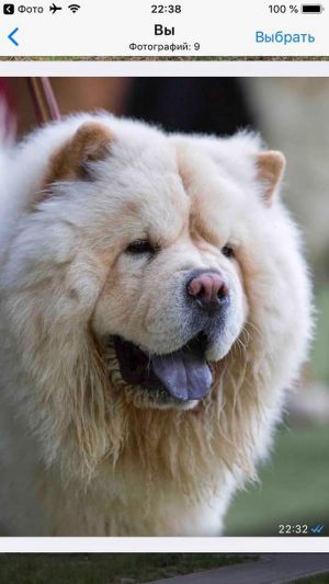 Dog Photo