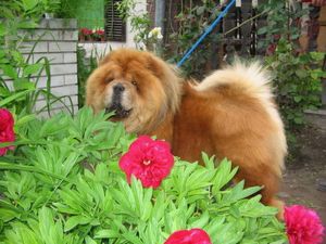 Dog Photo