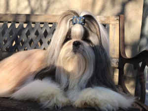 Dog Photo