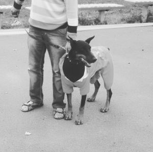 Dog Photo