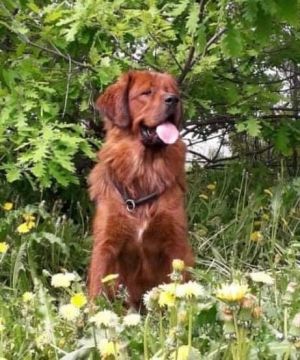 Dog Photo