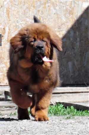 Dog Photo