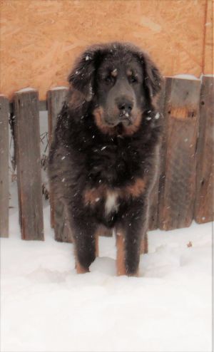 Dog Photo