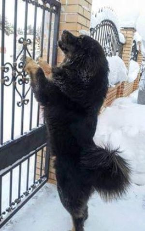 Dog Photo