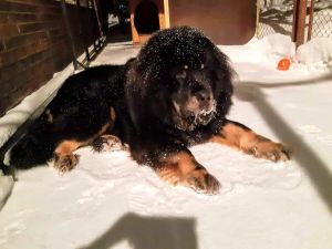 Dog Photo
