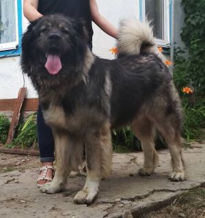 Dog Photo
