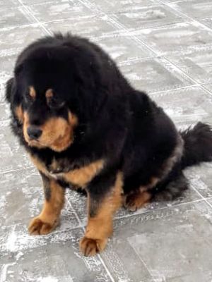 Dog Photo