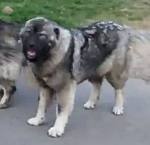 Dog Photo