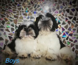 Dog Photo