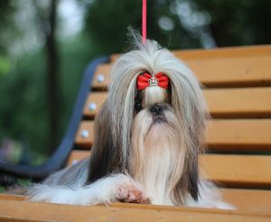 Dog Photo