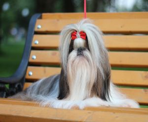 Dog Photo