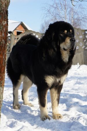 Dog Photo