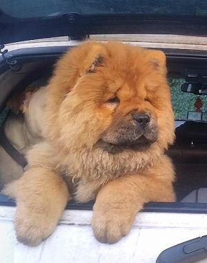 Dog Photo