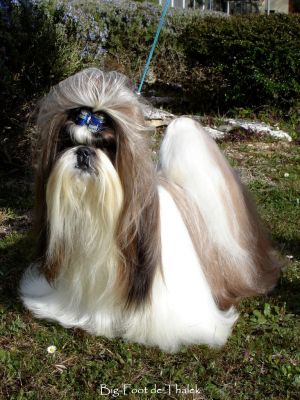Dog Photo