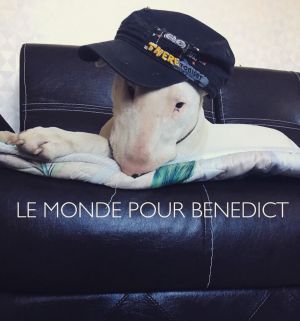 Dog Photo