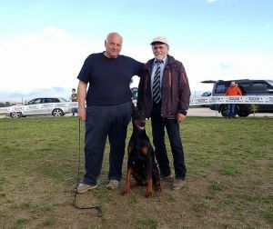 Dog Photo