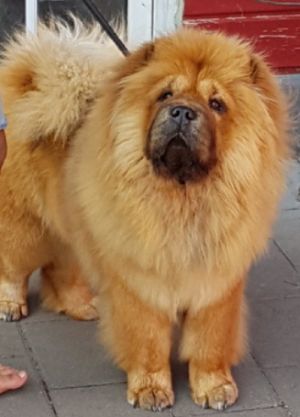 Dog Photo