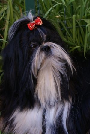 Dog Photo