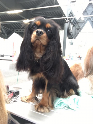 Dog Photo
