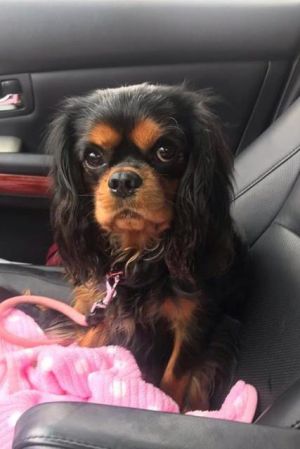 Dog Photo