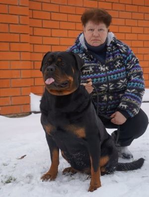 Dog Photo