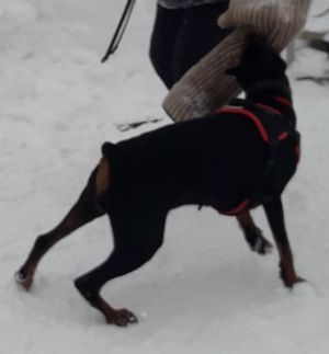 Dog Photo