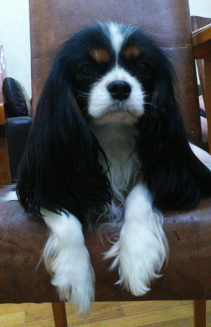 Dog Photo
