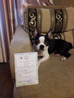 Dog Photo