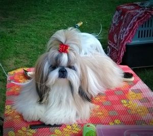 Dog Photo