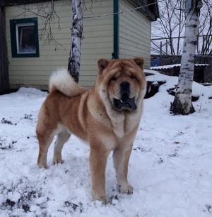 Dog Photo