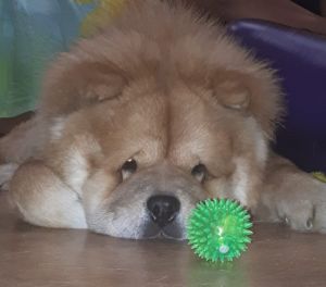 Dog Photo