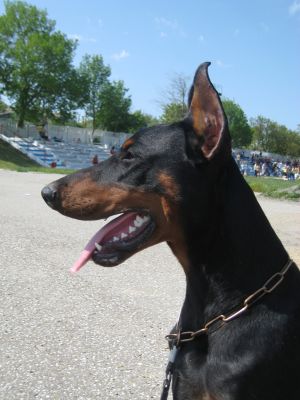 Dog Photo