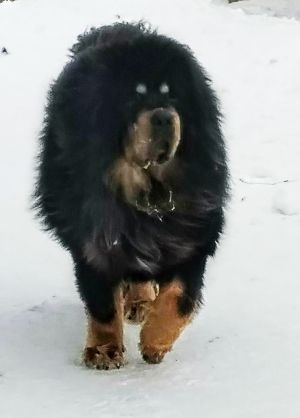 Dog Photo