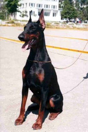 Dog Photo