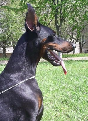 Dog Photo