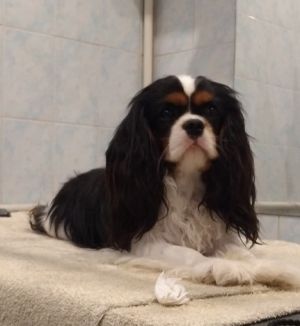 Dog Photo