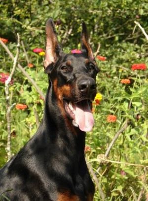 Dog Photo