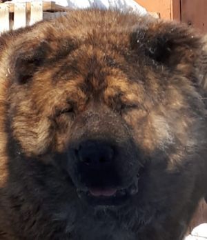 Dog Photo