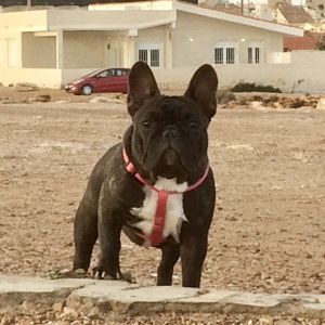 Dog Photo
