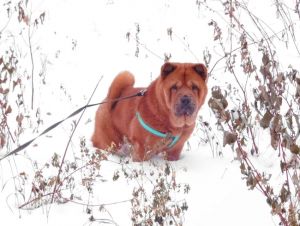 Dog Photo