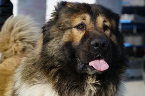 Dog Photo