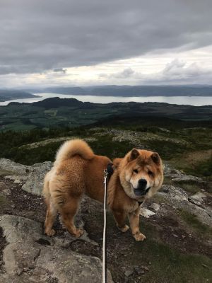 Dog Photo
