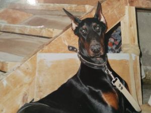 Dog Photo