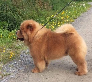 Dog Photo