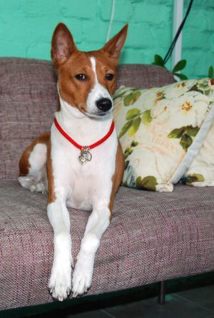 Dog Photo
