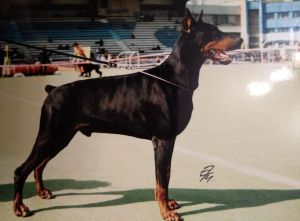 Dog Photo